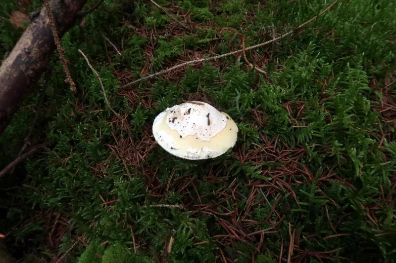 Amanita gemmata 2 - IMG_2524